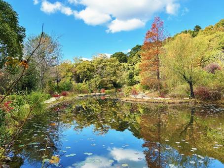 青空と湖面に反射する木々 青空と湖面に反射する木々 空,紅葉,湖面の写真素材
