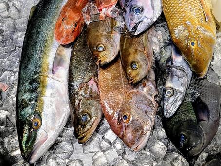 天然魚 天然魚の写真