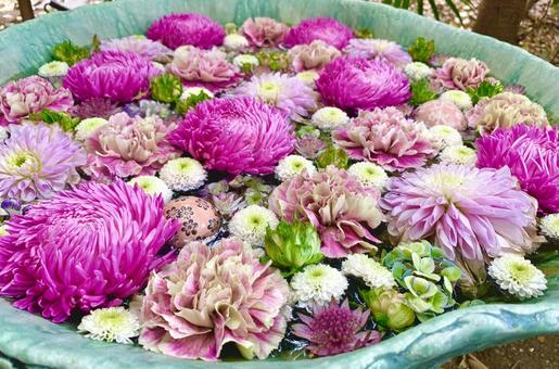 色鮮やかな花手水18 花手水,はなちょうず,手水舎の写真素材