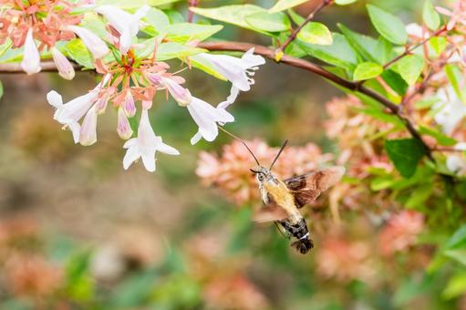 アベリアとヒメクロホウジャク⑶ アベリアとヒメクロホウジャク⑶の写真