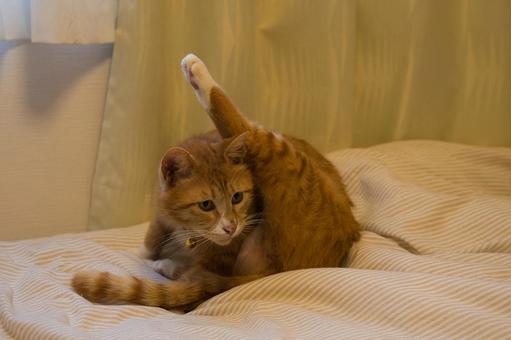 茶トラ　猫 猫,茶トラ,毛づくろいの写真素材