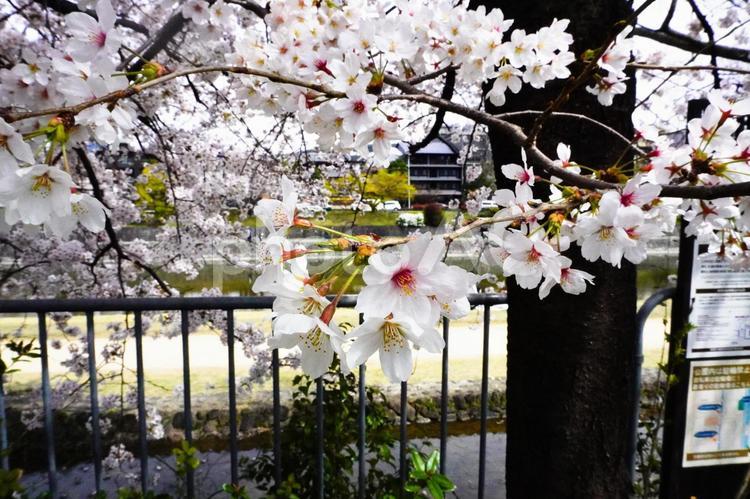 京都の街に咲く桜 桜,さくら,サクラの写真素材