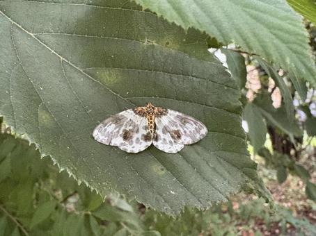 ヒメマダラエダシャク(?) 05 ヒメマダラエダシャク,蛾,昆虫の写真素材