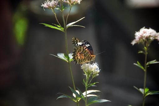 A swallowtail butterfly playing with a Japanese lily, JPG A swallowtail butterfly playing with a Japanese lily, JPG