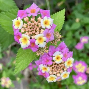 花★ランタナ 花★ランタナの写真