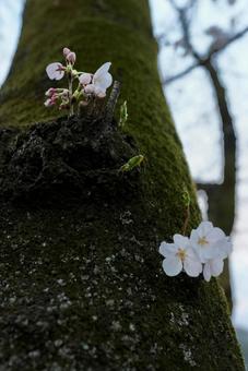 老木にも希望 老木にも希望の写真