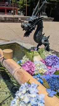 紫陽花の花手水 紫陽花の花手水の写真