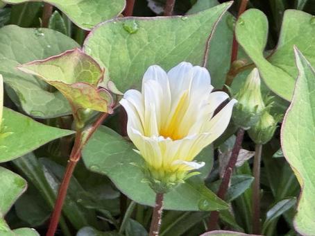 白い花 白い花,花,白の写真素材