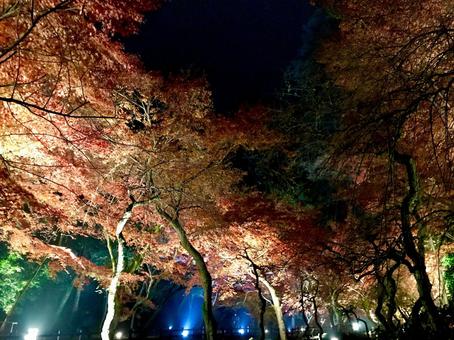 ライトアップ ライトアップの写真