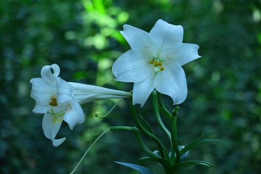 A flower that symbolizes chastity, JPG A flower that symbolizes chastity, lírios, lírio, flor, JPG