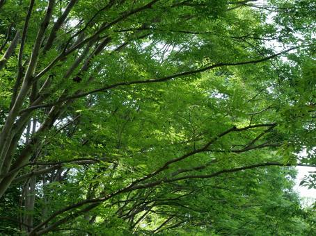 公園の緑 公園の緑の写真