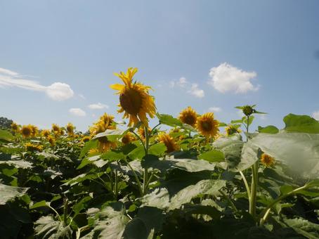 ひまわり 夏,ひまわり,青空の写真素材