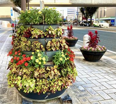 花 花の写真