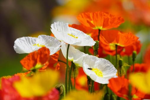 Yamaguchi Flower Land (Poppies), JPG Yamaguchi Flower Land (Poppies), JPG
