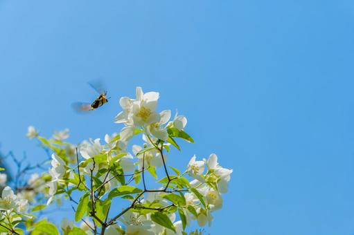 飛来するハナムグリとバイカウツギの出会いの写真