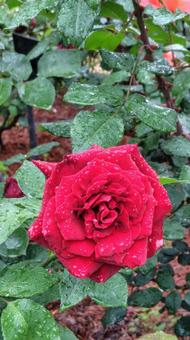 雨上がり、深紅の薔薇 雨上がり、深紅の薔薇の写真