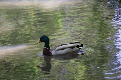 水面に波紋を広げながら泳ぐ鴨もいる池 水面,波紋,広げるの写真素材