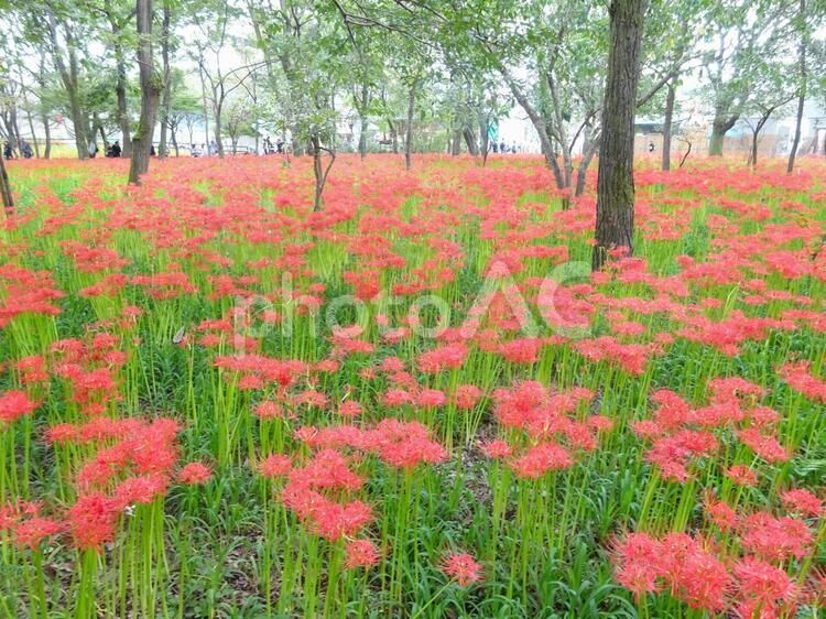 巾着田の曼殊沙華 曼殊沙華,巾着田,高麗の写真素材