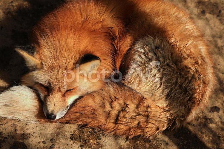 尻尾を枕にするキツネ キツネ,キタキツネ,動物の写真素材