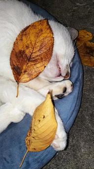 爆睡中 かわいい,爆睡中,葉っぱの写真素材