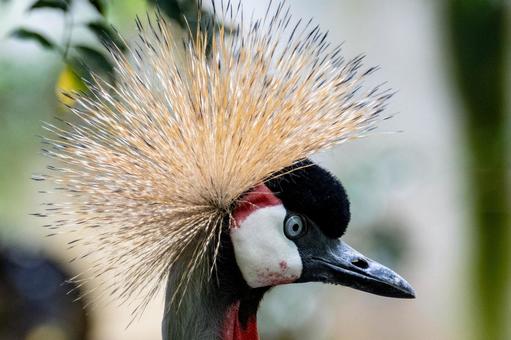 ホオジロカンムリヅル ホオジロカンムリヅル ホオジロカンムリヅル,ウガンダの国旗,ウガンダの写真素材