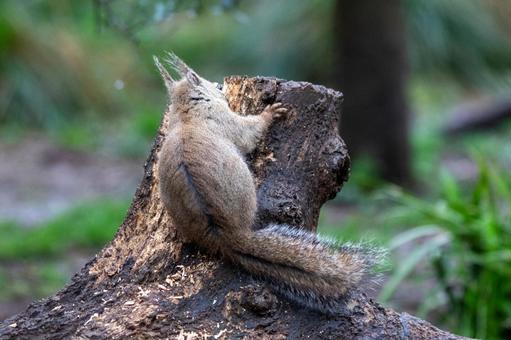 リス リス リス,ニホンリス,小動物の写真素材