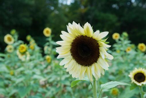 馬見丘陵公園のひまわり 馬見丘陵公園のひまわりの写真