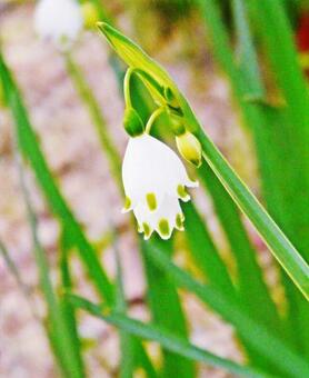 スノーフレーク スノーフレークの写真