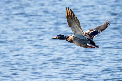 マガモの飛翔⑷ 鳥,マガモ,カモの写真素材