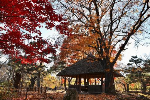 紅葉　長野県　懐古園 紅葉,長野県,懐古園の写真素材