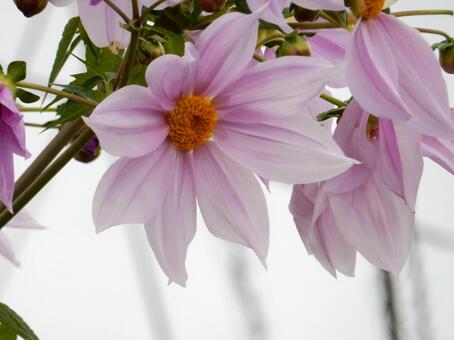 【花の写真】皇帝ダリア 皇帝ダリア,コウテイダリア,植物の写真素材