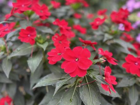 サンパチェンス サンパチェンス 札幌,百合が原公園,観光名所の写真素材