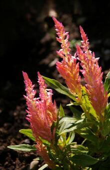 ケイトウ　綾瀬1 ケイトウ,ピンク,花の写真素材