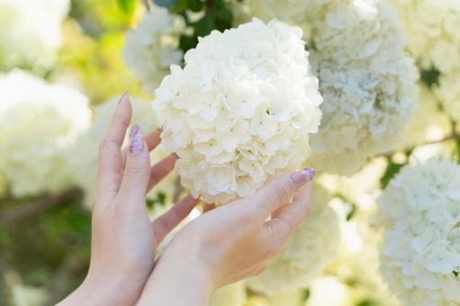 白い花を両手で包む春の光④の写真