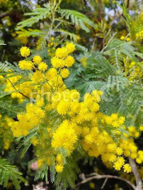 かわいいミモザ ミモザ,満開,春の写真素材