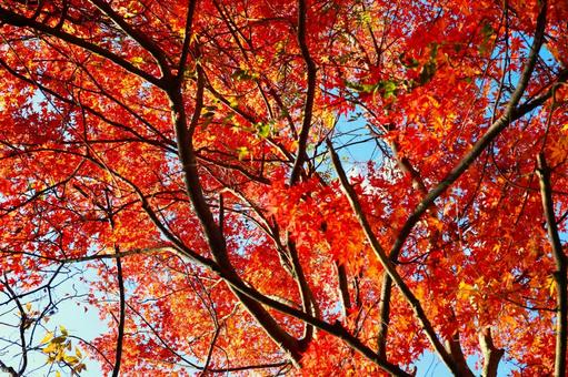 鮮やかな紅葉 鮮やかな紅葉 鮮やか,紅葉,自然の写真素材