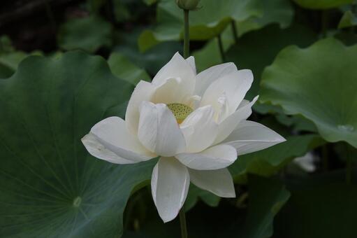 開花した白いハス ハス,水辺の景色,蓮の花の写真素材