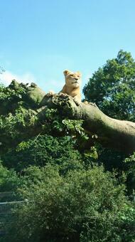 ライオン ライオンの写真