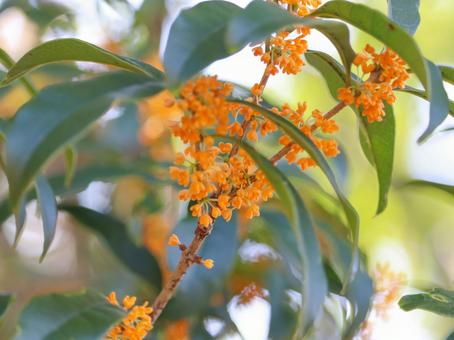 金木犀 金木犀 キンモクセイ,花,フラワーの写真素材