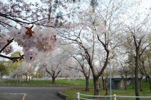 桜の写真