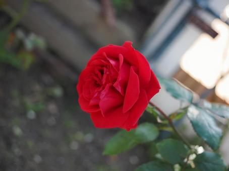 バラ園に咲く赤い薔薇 バラ園に咲く赤い薔薇の写真