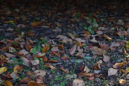 秋の枯葉　落ち葉狩り 枯葉,落ち葉,落ち葉狩りの写真素材