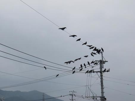 Cloudy sky and a flock of crows, bird, wire, telegraph pole, JPG