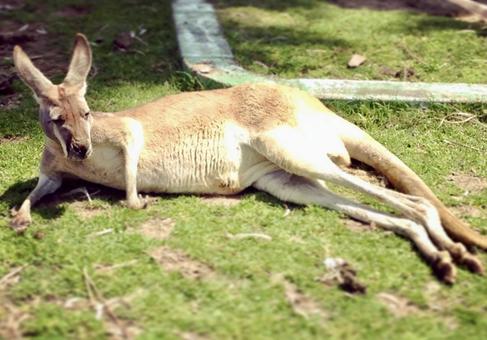 カンガルー カンガルー カンガルー,動物,アニマルの写真素材