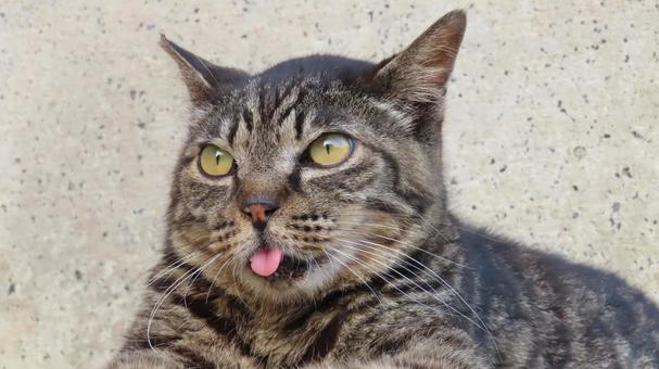 あざと過ぎる舌が可愛いもふもふ猫様 あざと過ぎる舌が可愛いもふもふ猫様 猫,キジトラ,舌の写真素材