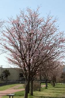 桜の木 桜の木の写真