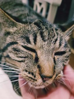 猫 あー気持ち良いにゃ 猫 あー気持ち良いにゃの写真