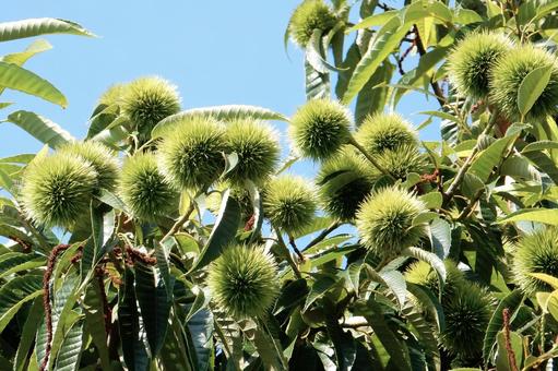 【植物写真】イガグリ(毬栗) 【植物写真】イガグリ(毬栗) イガグリ,毬栗,自然の写真素材