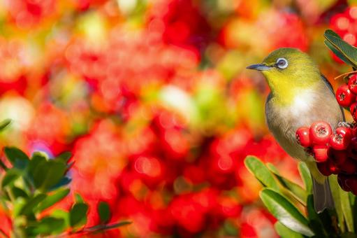 Pyracantha and Japanese white-eye copy space, JPG Pyracantha and Japanese white-eye copy space, JPG