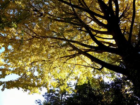 日光が透過するイチョウの木を仰ぐ 日光が透過するイチョウの木を仰ぐ イチョウ,木,植物の写真素材